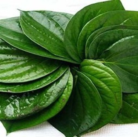 Betel Leaf Essential Oils 3